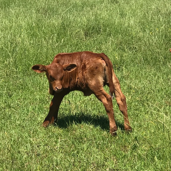 Meet your Posher, Leann - Picture 3 of 11